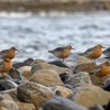 Jespak rezavy - Calidris canutus - Red Knot 1463